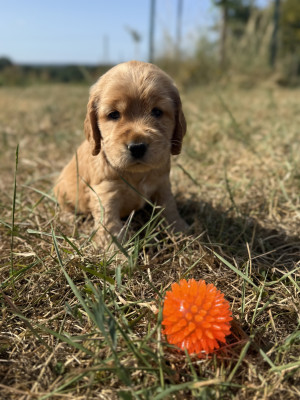 Ginni