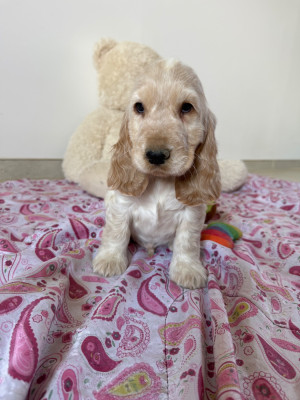 Chiot N°1