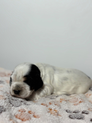 CHIOT 3