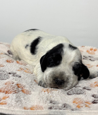 CHIOT 5