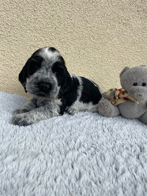 CHIOT 6