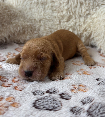 CHIOT 2
