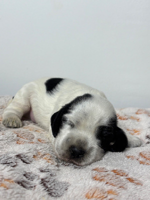 CHIOT 1