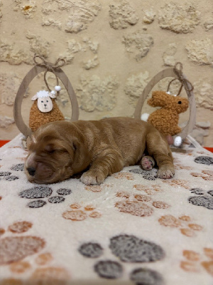 CHIOT 6