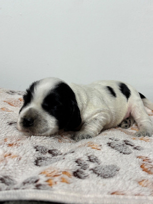 CHIOT 2