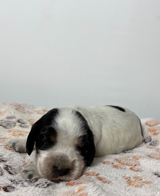 CHIOT 4