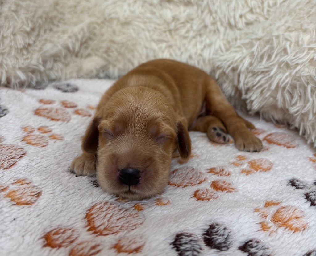 Des Moulins Etoilés - Chiots disponibles - Cocker Spaniel Anglais