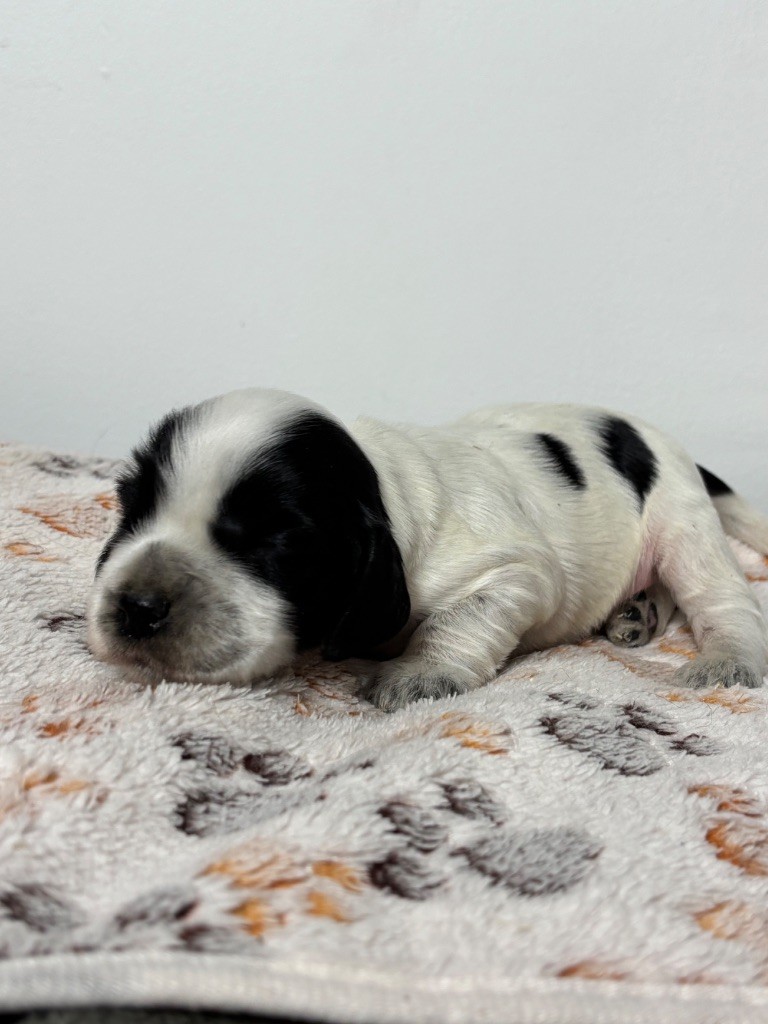 Des Moulins Etoilés - Chiots disponibles - Cocker Spaniel Anglais