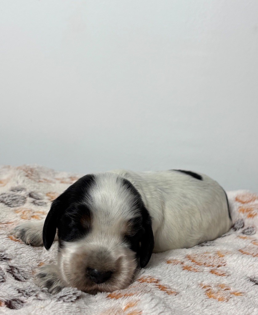 Des Moulins Etoilés - Chiots disponibles - Cocker Spaniel Anglais