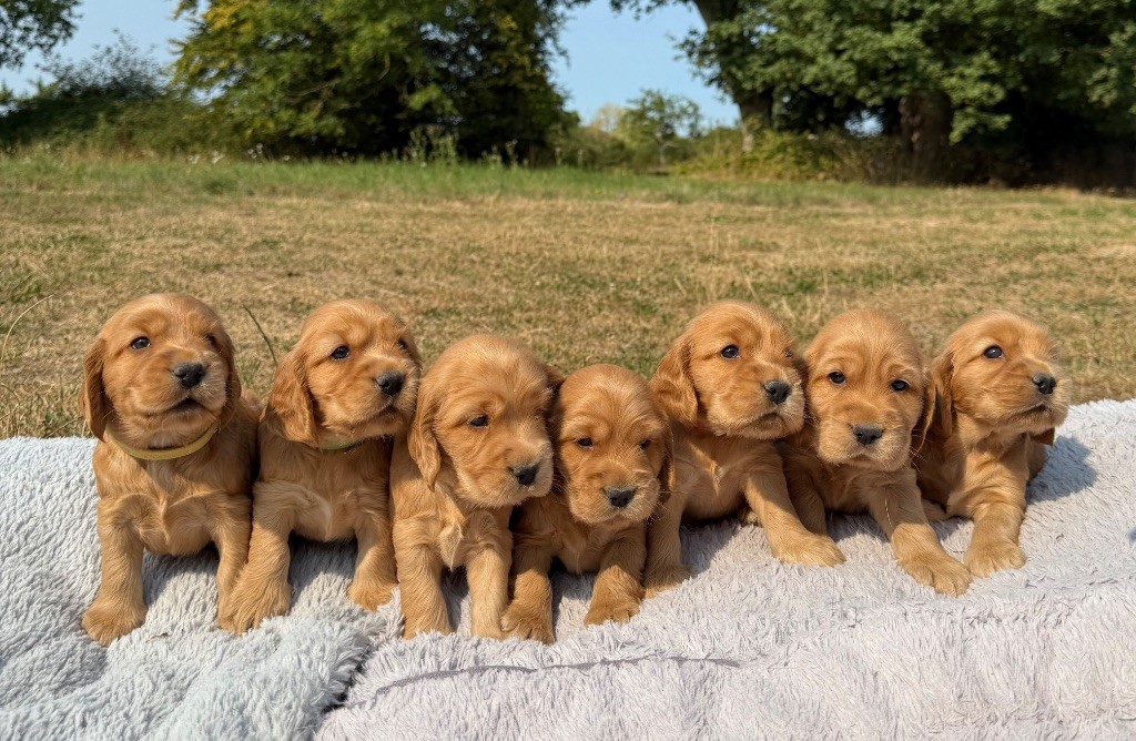 Chiot Cocker Spaniel Anglais Des Moulins Etoilés